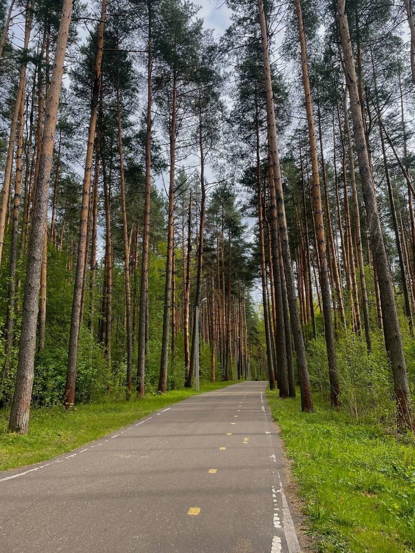 Дмитров ЦЗВС лыжероллерная трасса вид 9.  