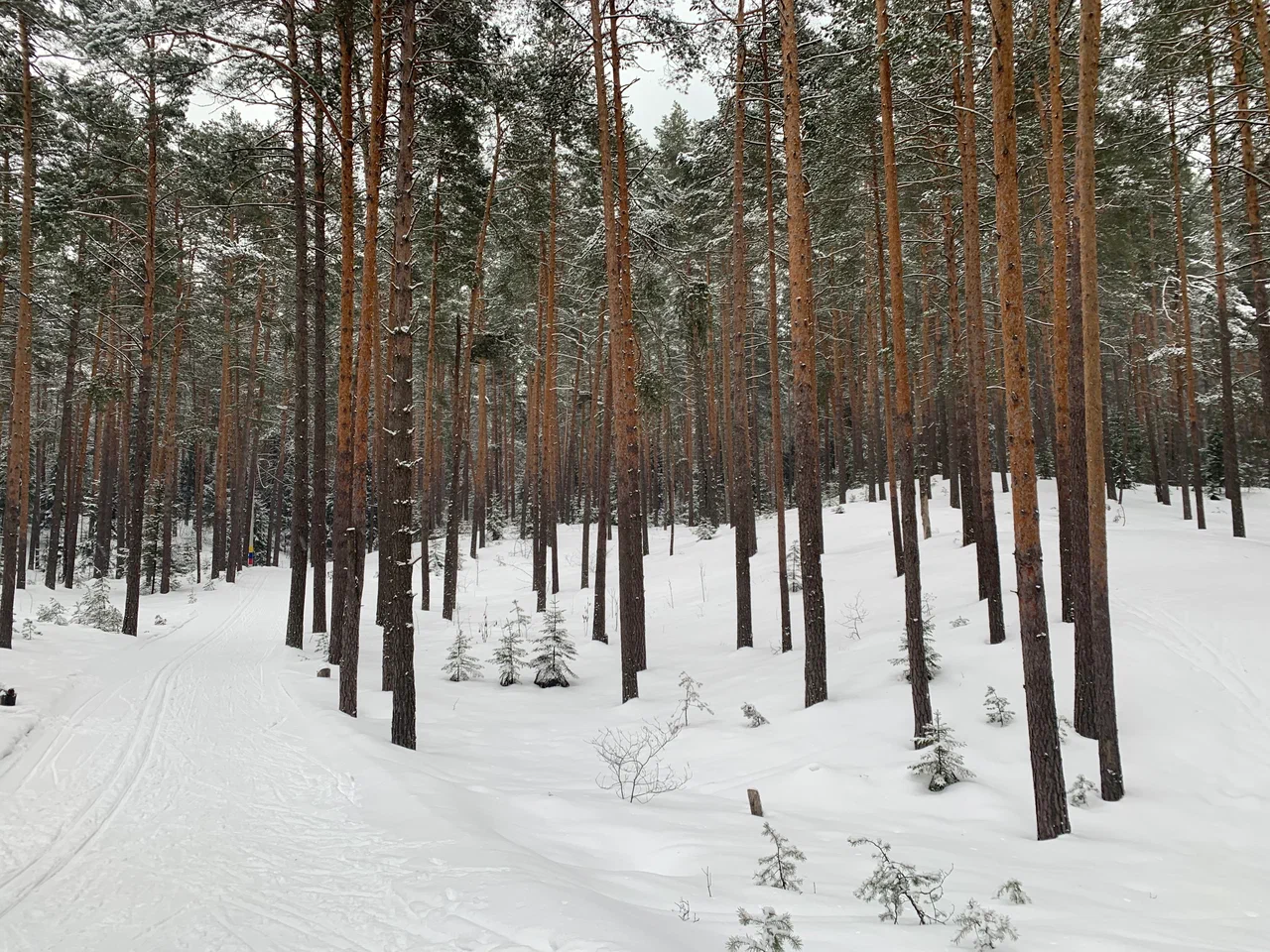 Наседкина лыжная трасса вид 3.  