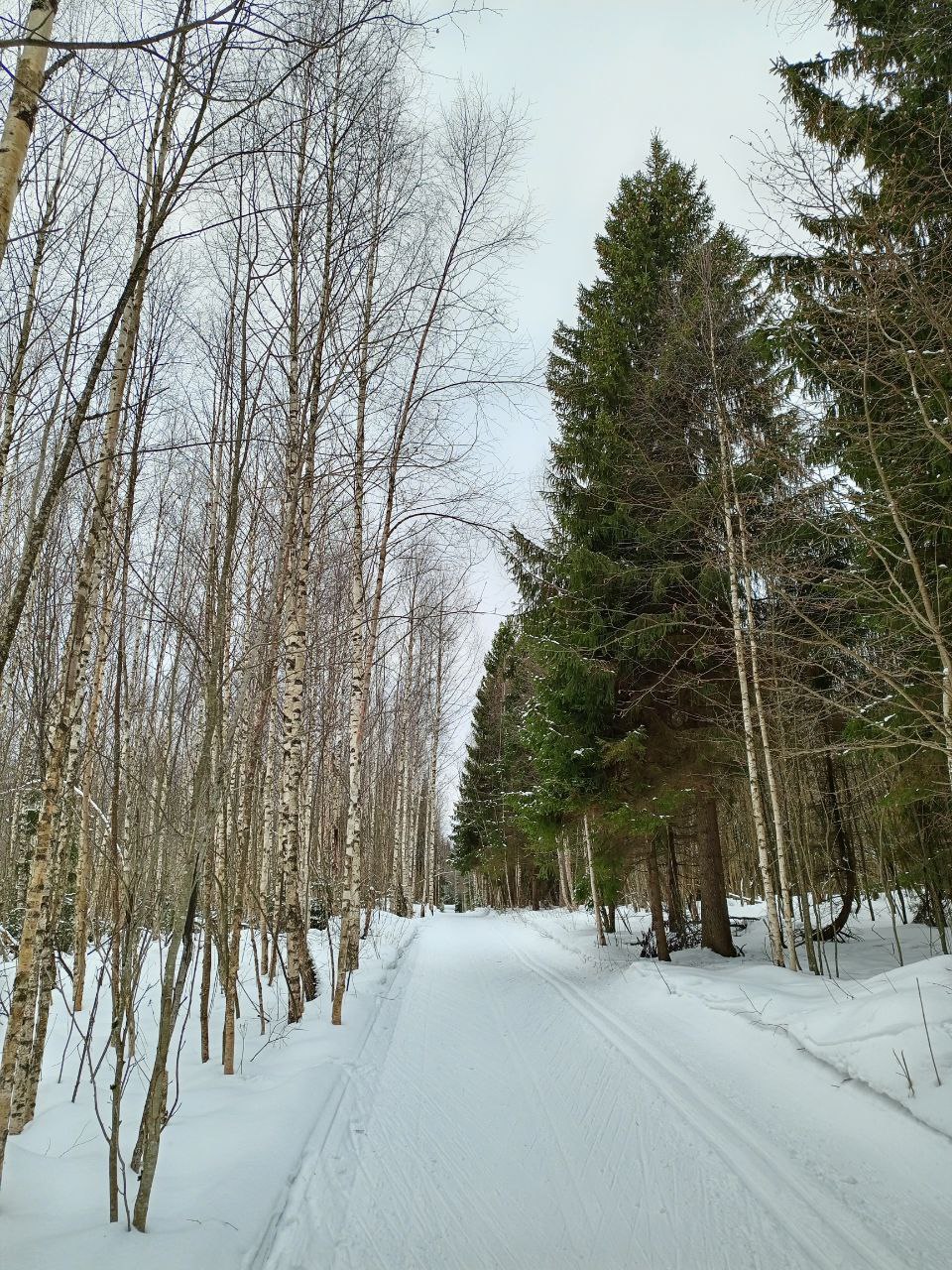 Нововоронино лыжная трасса вид 15.  