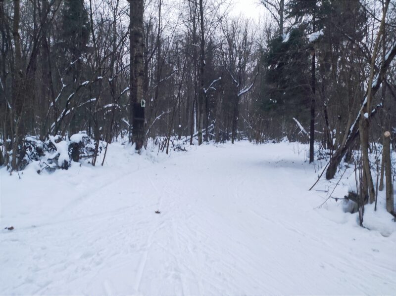 Трасса лыжная Красногорск, состояние на 20 декабря 2024 по отзыву, фото 2. 