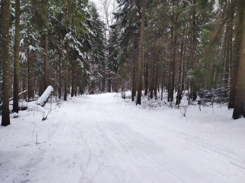 Трасса лыжная Красногорск, состояние на 17 января 2025 по отзыву, фото 4. 