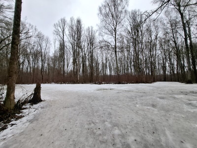 Трасса лыжная Красногорск, состояние на 6 марта 2025 по отзыву, фото 1. 