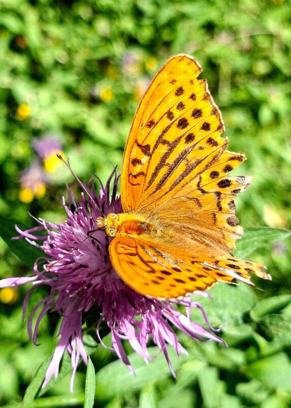 Трасса лыжная ГАБО, состояние на 25 июля 2025 по отзыву, фото 10. 