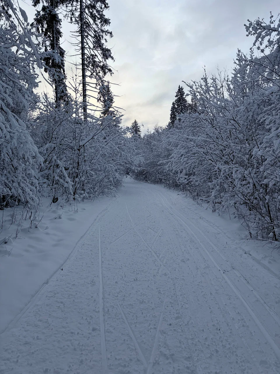 Зорино Парк лыжная трасса вид 2.  