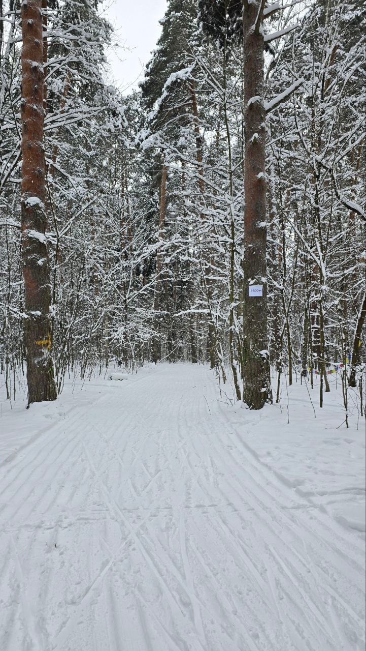 Цаговский лес лыжная трасса вид 2.  