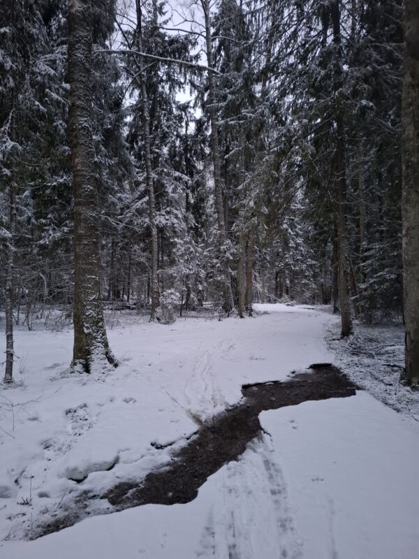Трасса лыжная ГАБО, состояние на 10 апреля 2026 по отзыву, фото 16. 