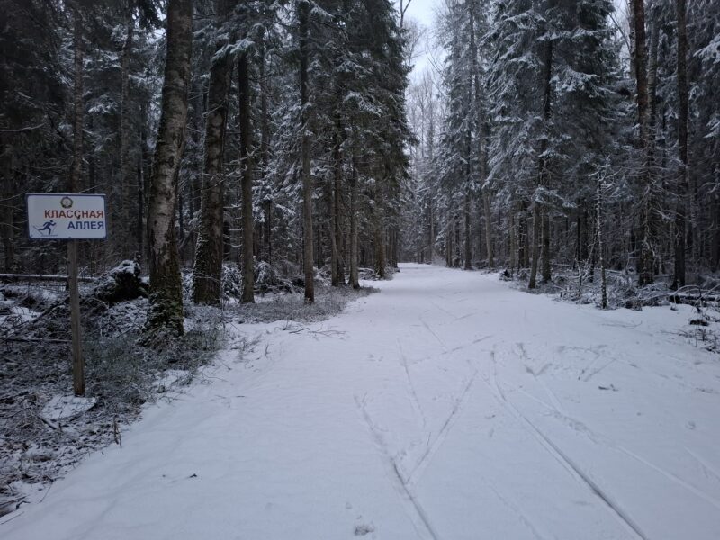 Трасса лыжная ГАБО, состояние на 10 апреля 2026 по отзыву, фото 15. 