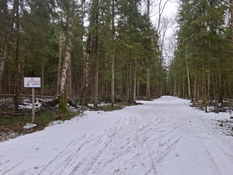 Трасса лыжная ГАБО, состояние на 11 апреля 2026 по отзыву, фото 10. 