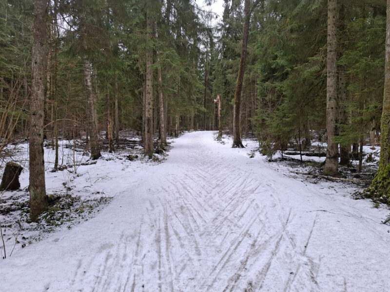 Трасса лыжная ГАБО, состояние на 11 апреля 2026 по отзыву, фото 7. 