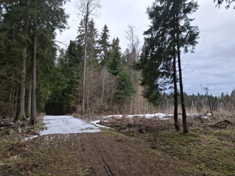 Трасса лыжная ГАБО, состояние на 11 апреля 2026 по отзыву, фото 13. 