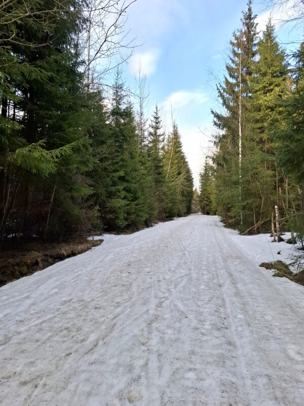 Трасса лыжная ГАБО, состояние на 14 апреля 2026 по отзыву, фото 8. 