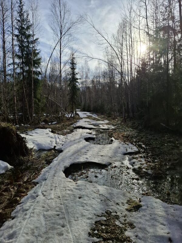 Трасса лыжная ГАБО, состояние на 7 апреля 2026 по отзыву, фото 17. 