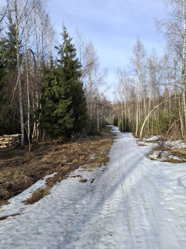 Трасса лыжная ГАБО, состояние на 7 апреля 2026 по отзыву, фото 16. 