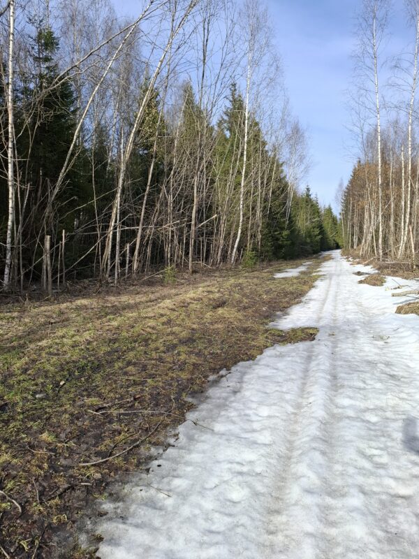 Трасса лыжная ГАБО, состояние на 7 апреля 2026 по отзыву, фото 10. 