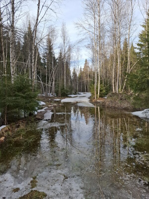 Трасса лыжная ГАБО, состояние на 7 апреля 2026 по отзыву, фото 15. 
