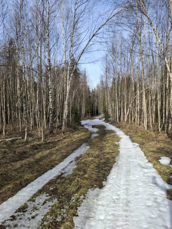 Трасса лыжная ГАБО, состояние на 7 апреля 2026 по отзыву, фото 12. 