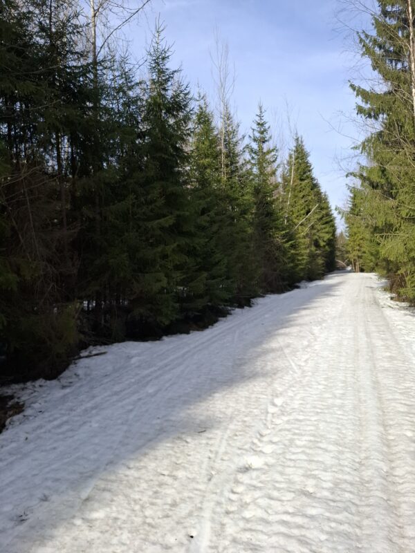 Трасса лыжная ГАБО, состояние на 7 апреля 2026 по отзыву, фото 11. 