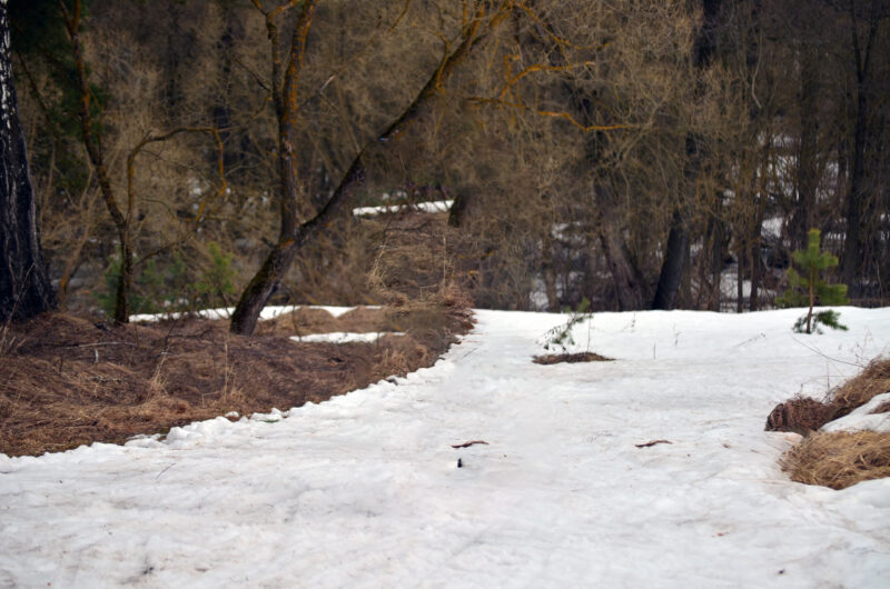 Трасса лыжная Шильково, состояние на 1 апреля 2026 по отзыву, фото 1. 